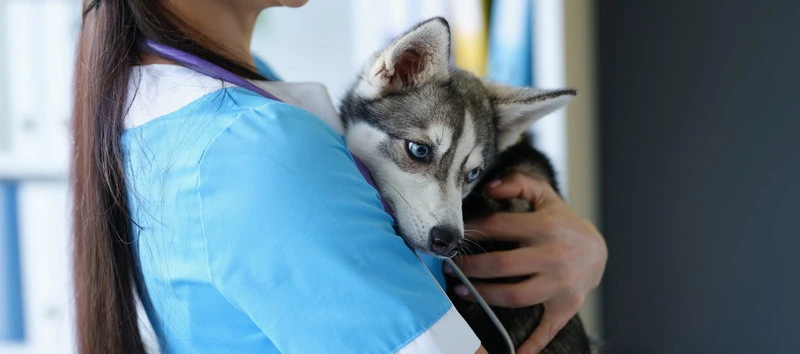 Equipe Histopathus com paciente animal — laboratório de patologia veterinária em Salvador