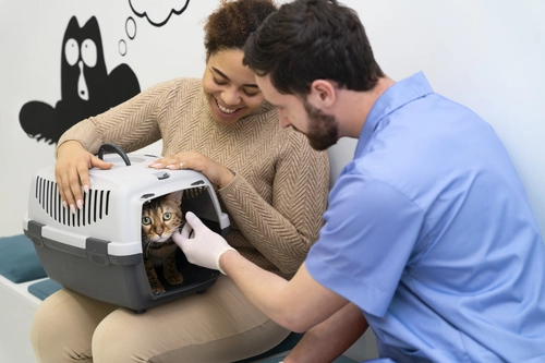 Paciente felino saudável, cuidado com carinho